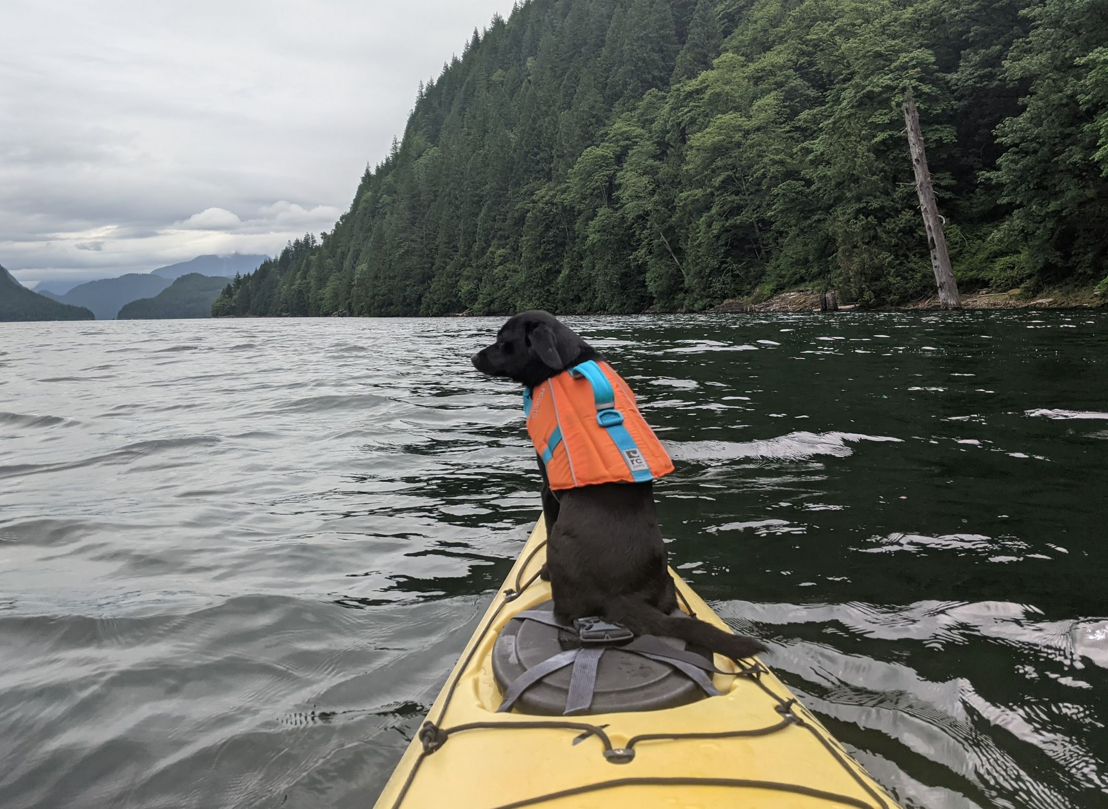 Yarrow enjoying the scenery at Aloutte Lake, she's quite the phenomenon indeed. Skeeter, CC-BY-SA-4.0.