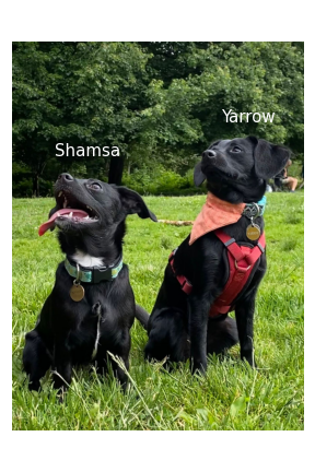 We can see Yarrow is taller than her sister Shamsa, so we can rank these dogs by height. However, we haven't measured their heights, so we don not know how much taller Yarrow is than Shamsa. Skeeter, CC-BY-SA-4.0.