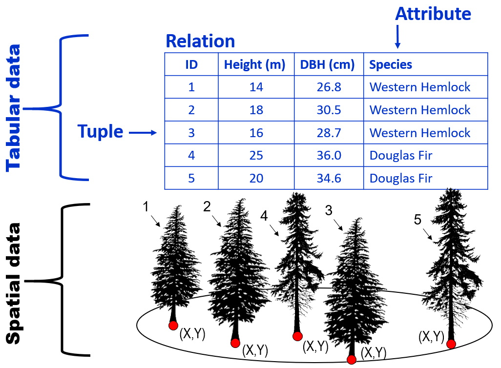 Tabular and spatial data are related by a Relational Database Management System (RDBMS) in a Geographic Information System (GIS). Images of Douglas-Fir and Western Hemlock trees by @canadian_forest_service_douglas-fir_2013, Canadian Forest Service, modified with permission.