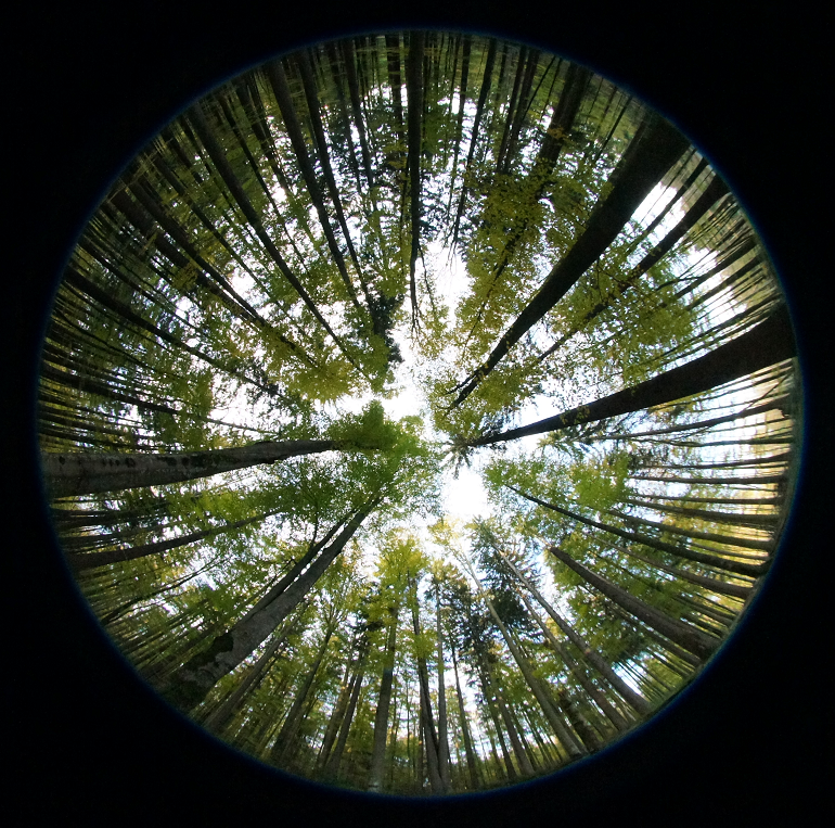 Hemispherical photo taken in the Bavarian forest [@wegmann_hemispherical_2011]. [CC BY 3.0 Unported](https://creativecommons.org/licenses/by/3.0/)