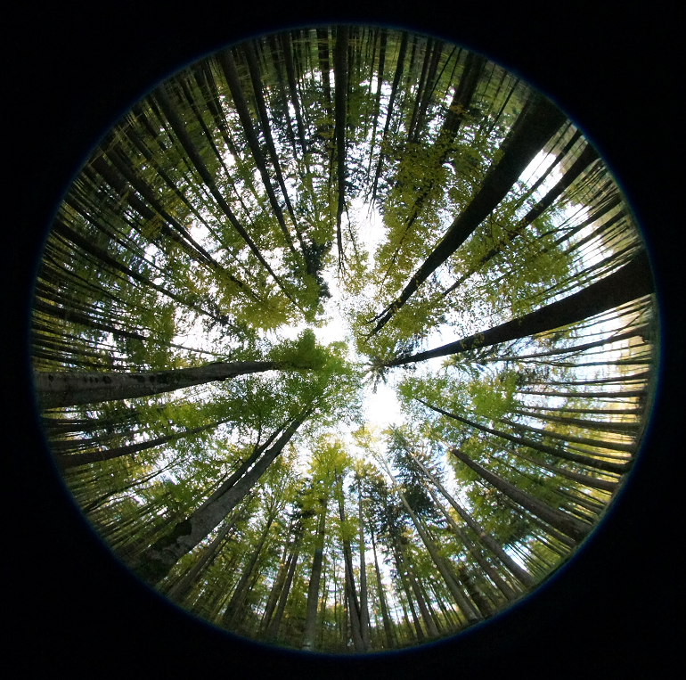 Hemispherical photo taken in the Bavarian forest. [@wegmann_hemispherical_2011], CC-BY-3.0.