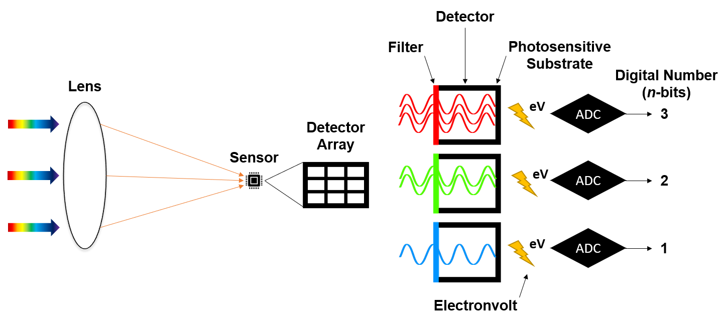 Electromagnetic radiation enters the lens, where it is refracted and focused onto a surface containing the digital sensor. An array of detectors are arranged on the digital sensor that represent different pixel locations in the output raster image. Filters are used to ensure only specific wavelengths are recorded by each detector. Energy from photons is converted to electrical charges and then converted to digital numbers by the analog-to-digital converter. Pickell, CC-BY-SA-4.0