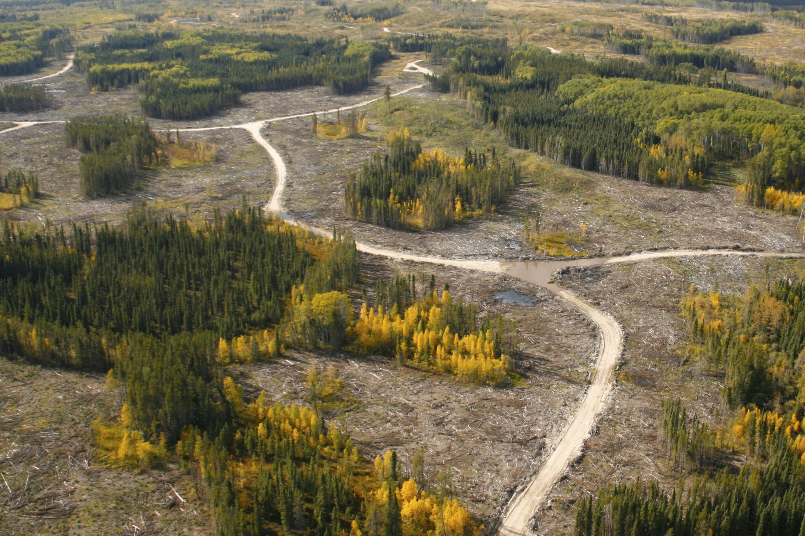 Oblique image of a forest harvest near Cold Lake in Saskatchewan. Ignacio San-Miguel, CC-BY-SA-4.0.