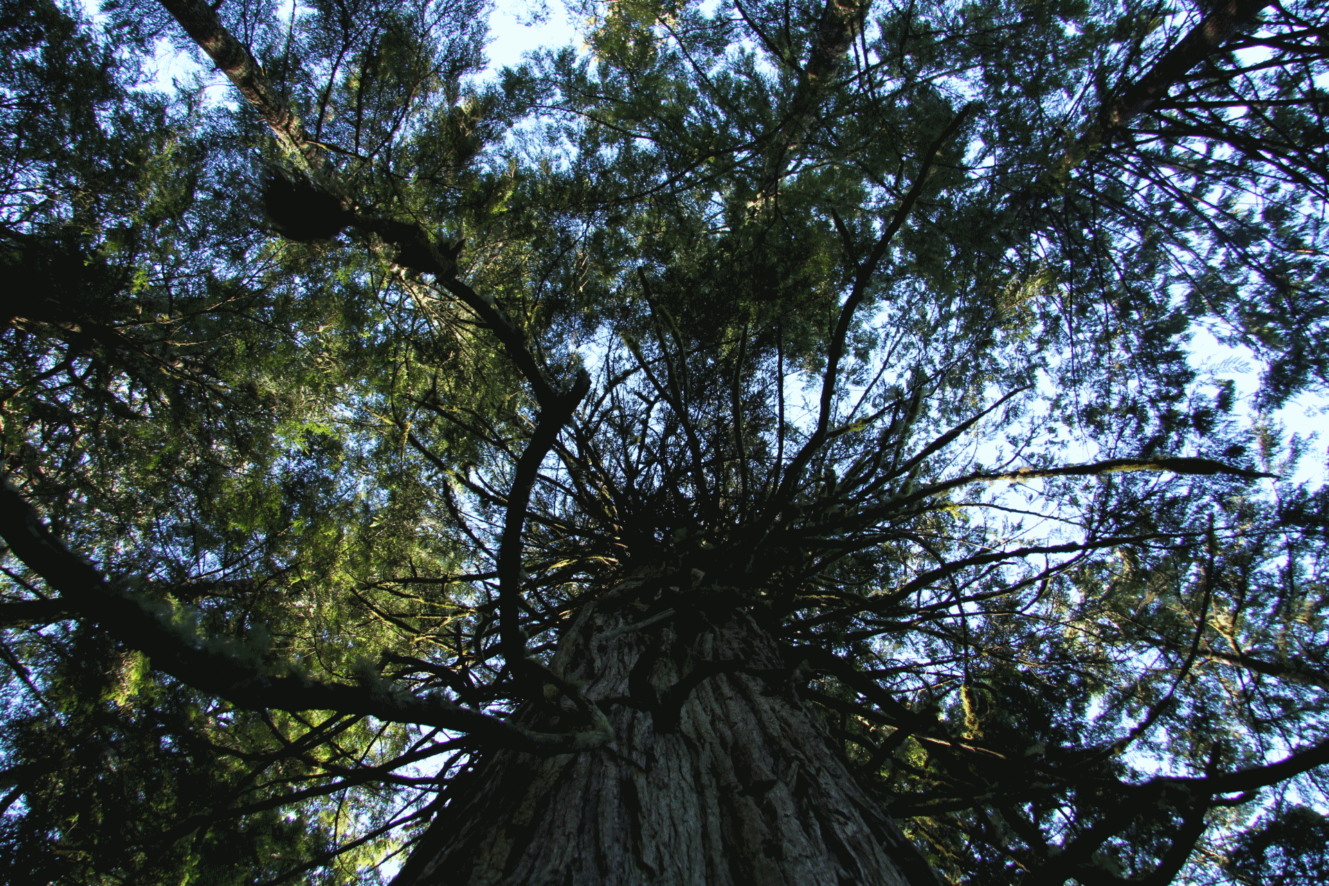 Zenith perspective taken from the ground looking up to the canopy of an old growth tree on Vancouver Island, British Columbia. Pickell, CC-BY-SA-4.0.